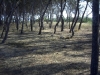 Image007
